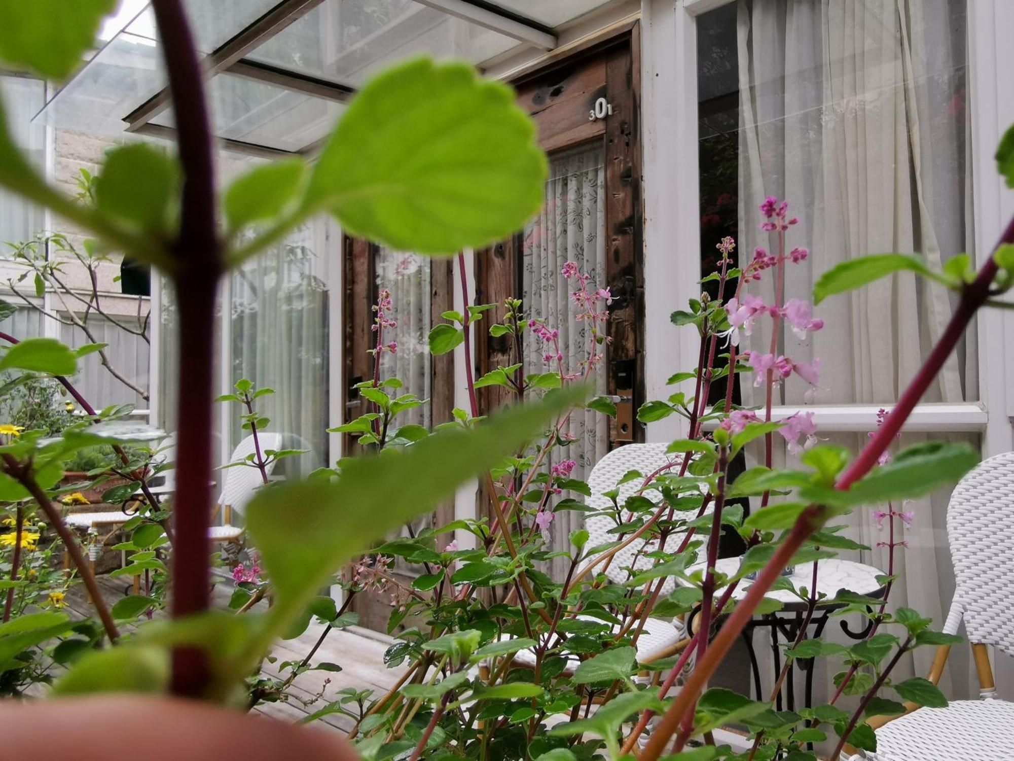 No'6 Garden --french Window With Garden View,close To Sea World &shekou Ferry Port &k11 Ecoast &subway Nearby ,offer Western Food And Coffee &english Speaking With Tour Services